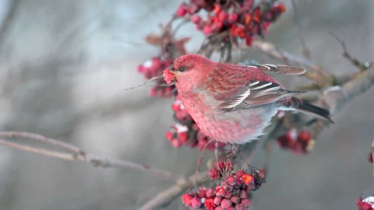 Pine Grosbeak 