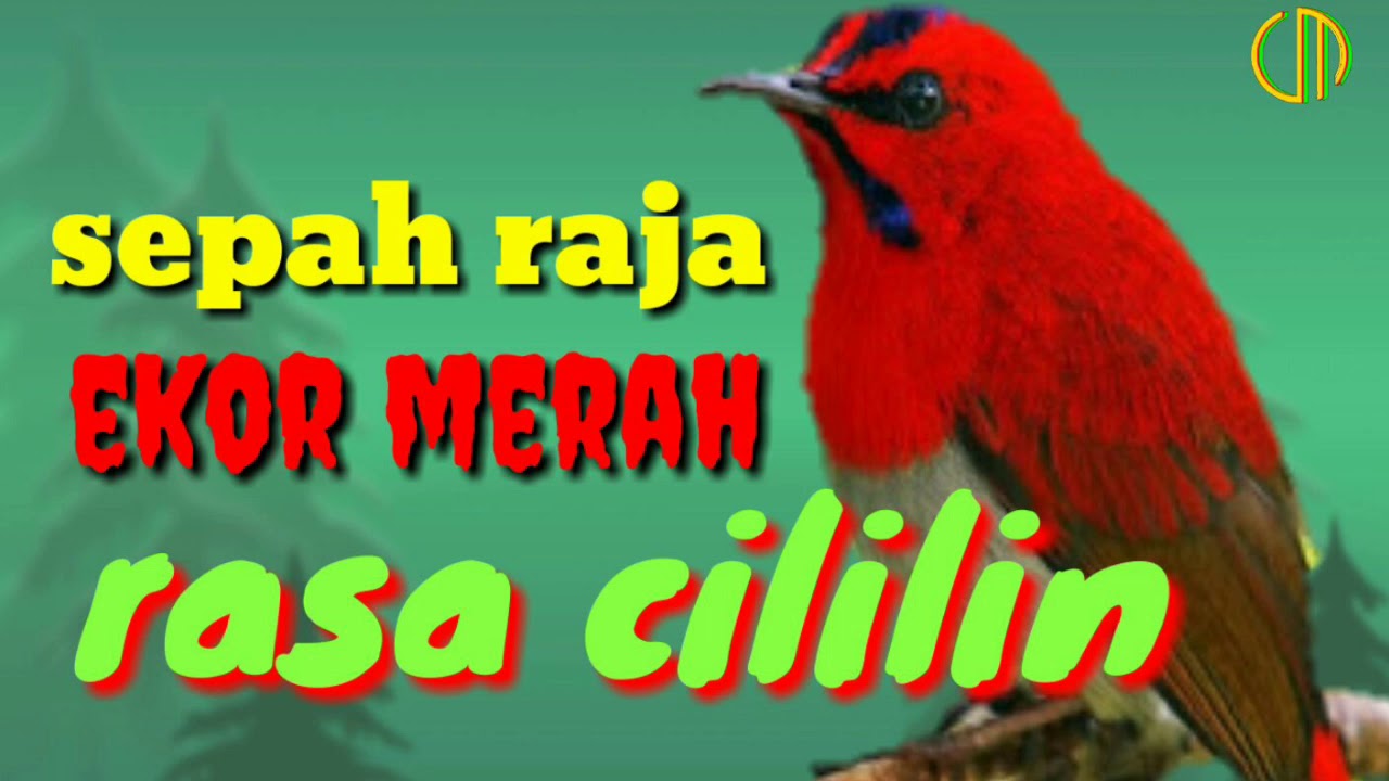 Kolibri Sepah Raja Ekor Merah Youtube