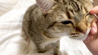 大好きな妹と再会してふみふみが止まらなくなりました…！