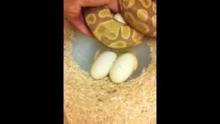 Famous Caramel Albino Eggs Part 1 Profile