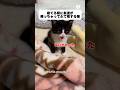友達が来ていたのに気づかずそのままふて寝する猫 #猫 #かわいい猫 #猫のいる暮らし #子猫