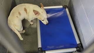 acs A629813
