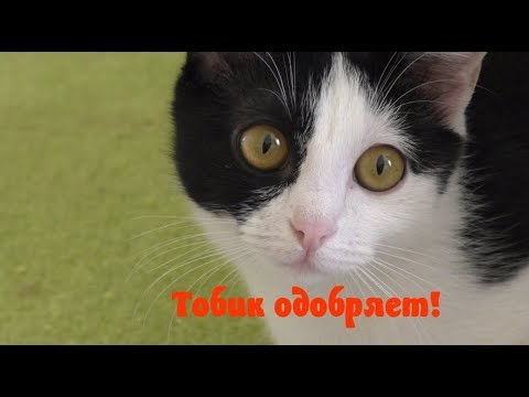 Тобик одобряет Kitekat &#55357;&#56369;