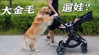 The big golden retriever helps walk the baby, and the shit shoveling officer is happy~