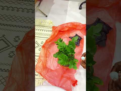 نبتة الزاميا    العناية بالنباتات  اكسبلور 