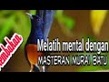 Masteran Murai Batu Suara Isian Full Tembakan Mp3 - Mp4 Download