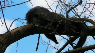 Pobegao binturong