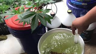 Dwc reservoir change black magic