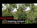 pikat kutilang gacor skli datang lngsung nempel 4