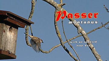 Tree sparrow (Passer montanus) with an annexed nest box, trilingual