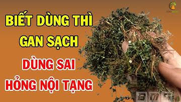 Cây CHÓ ĐẺ: Vua Giải Độc Gan Nhưng Dùng Sai Cách THÌ RẤT ĐỘC HẠI