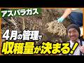 4月のアスパラ管理で収穫量が決まる!植え替えから春管理までやるべき3つのこと