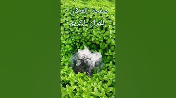 @صفحة-الفرقان للقرآن الكريم مرحبا بكم 🤲🤲🇲🇦🇸🇦💚💚🌱🌱 #اكسبلور #10ساعات_قرآن_كريم #دويتو #قرآن