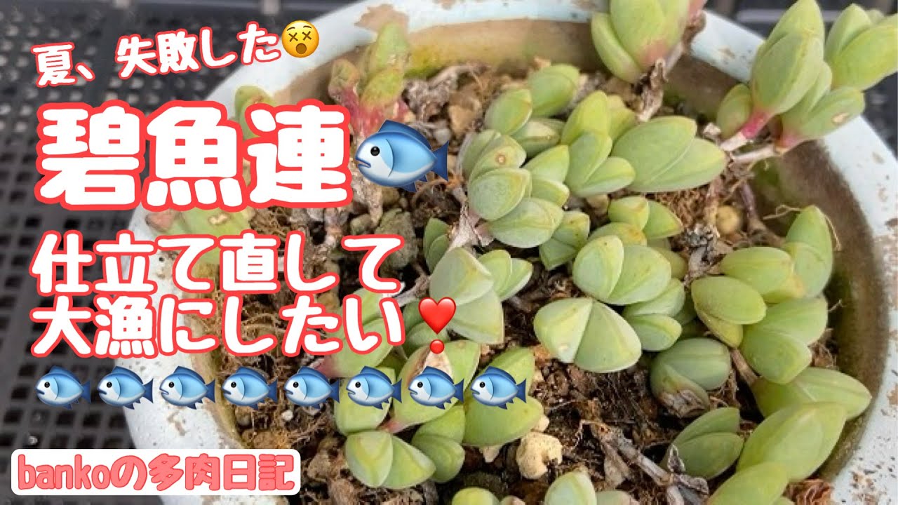多肉日記#46】🐟お魚多肉を大漁にしたい🐟碧魚連🐟仕立て直して増やす