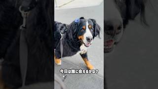 お友達を発見❗️仲良しコンビののんびり朝散歩🐾