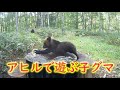 アヒルで遊ぶ子グマ ヒグマ親子 トレイルカメラ Brown Bear Trail camera Hunting camera 北海道ヒグマチャンネル ヒグマ 羆 親子グマ
