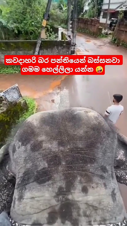ඒකනම් අනිවා කරනෝ 😌😬✋🤪💔 #nimsara #trending