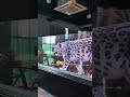 It's glass during the day, and a display screen at night. #Stage LED screen #Advertising display