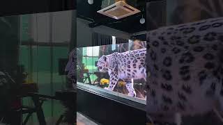 It's glass during the day, and a display screen at night. #Stage LED screen #Advertising display