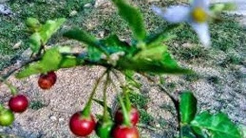 Bài thuốc chữa xơ gan bằng đông y hiệu quả cao-Giải độc gan GAMATDA hỗ chợ điều trị xơ gan hiệu quả