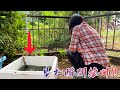 発泡スチロールで作った池を一匹で壊滅させた、予想外すぎる生物。