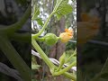 Quick Garden Tour, July 30th, 2025, Zone 5