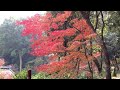 久留米市 永勝寺の紅葉