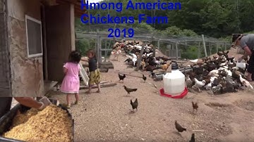 Hmong American Chickens Farm/Hmoob Meskas Chaw Yug Qaib 2019