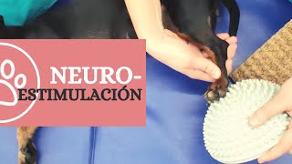 Sencillos ejercicios de NEUROESTIMULACIÓN en pequeños animales | CRAR BCN