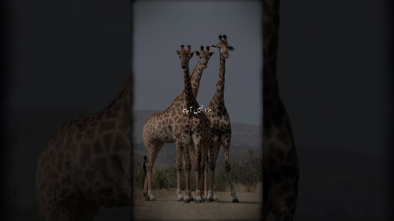 Mecca Trip! Alhamdulillah Performed Umrah d343456 #mecca #meccatower #meccamadinastatus #meccamadina