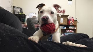 Shelter dog basks in the glory of her Kong ball
Lulu, available for adoption, really enjoys them Kong Treat Balls!
Available from the Bonita Shelter.
Visit us at http://facebook.com/sddac Shelter dog basks in the glory of her Kong ball