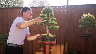 Bonsai Tree Styling 2020 European Larch
