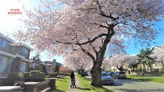Vancouver street walk, EP192 - West 64th Ave from Ash Street to Heather Street