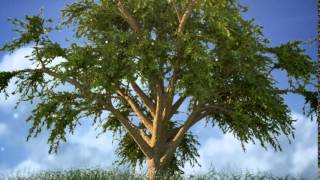 Octane   Cinema 4d   Forester