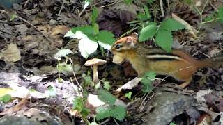 Chipmunk hiding in branch and hiding its food nature