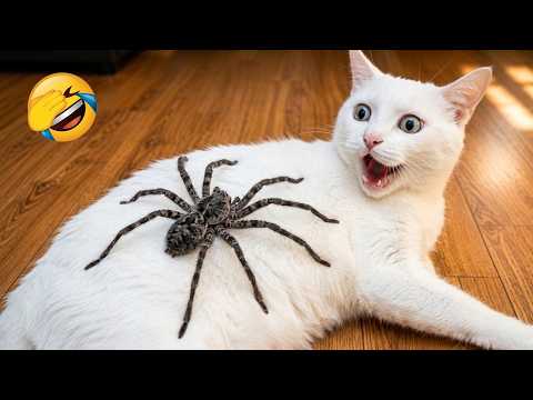 Watch these funny animals and try not to laugh 😂
