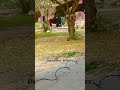 #shortvideo #nature #naturephotog #beautyofnature #beautiful #naturephotograp #flowers #naturepho