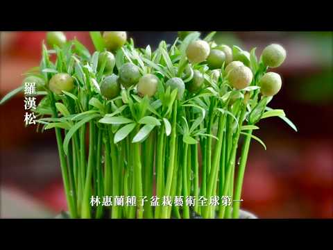 林惠蘭種子盆栽藝術【中文版-羅漢松】