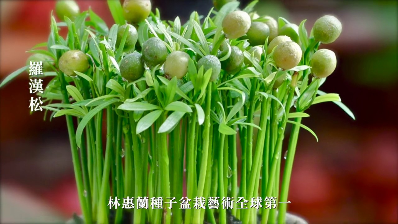林惠蘭種子盆栽藝術 中文版 羅漢松 Youtube