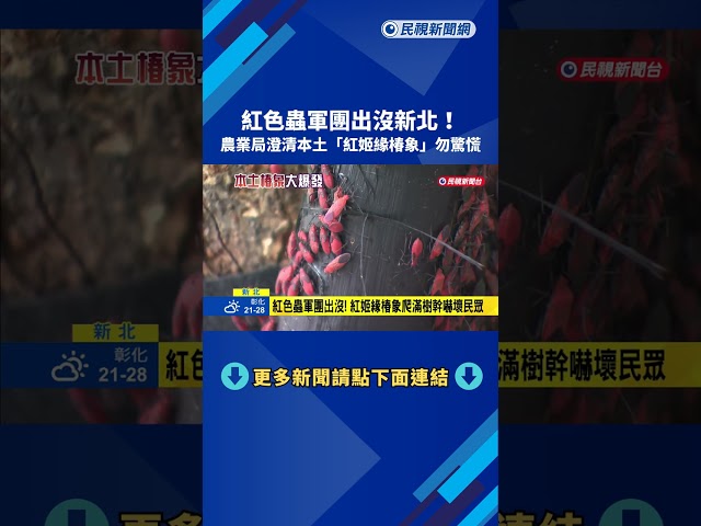 紅色蟲軍團出沒新北! 農業局澄清本土"紅姬緣椿象"勿驚慌－民視新聞