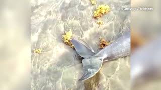 Dozens of dolphins wash up dead on Ghanas beaches