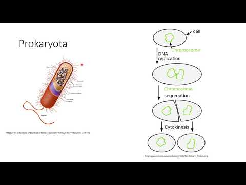 Video: Rozdiel Medzi Eubaktériami A Archebaktériami
