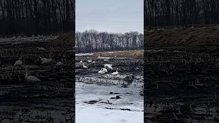 Migrasi Burung Bangau di Hokkaido #short #fypシ゚viral #viralvideoshortsfeed
