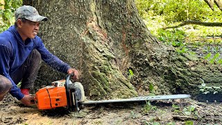 Stihl ms 881 !! Cut down huge tree prone to falling near the house.