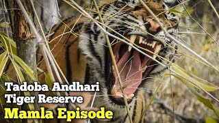 Tadoba Andhari Tiger Reserve || Mamla Episode 2021