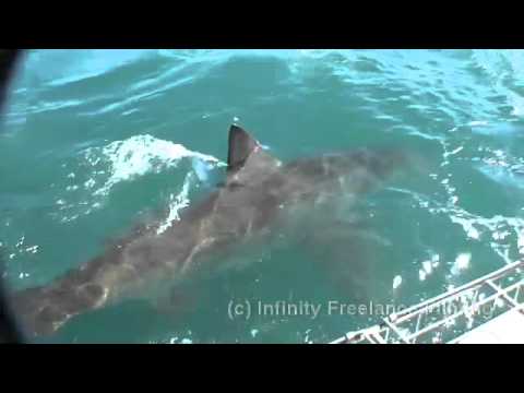 White shark with Stingray