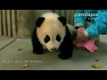 Baby panda rejoicing when a keeper wipes her bodyかまって～💓飼育員さんに体を拭いてもらって喜ぶ赤ちゃんパンダ【 シャンシャン 】
