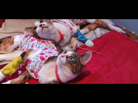 Wideo: Jak dbać o kota po sterylizacji lub sterylizacji?