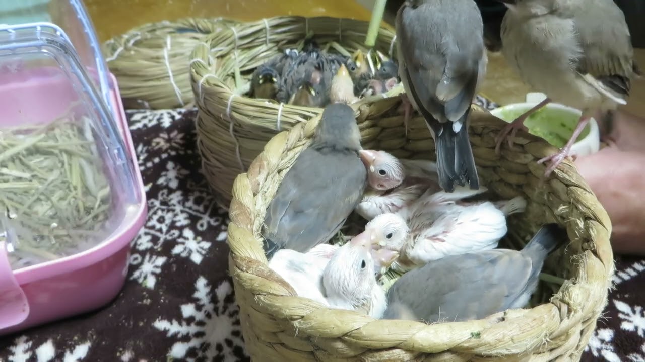 小さな文鳥たち 文鳥屋】ヒナたちいっぱいカオスな差し餌 - YouTube