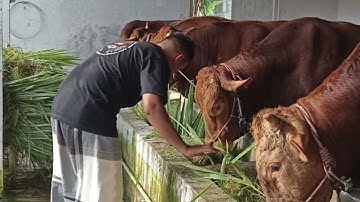 Berkunjung ke HDK Farm Jember || Sapi Jumbo
